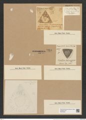 Triceratium hardmanianum Grev. (de-Toni-Nr.: Genus 140, Species 3770) Zeichnungen Sammlung Grunow Nr. 7284 (NHMW-BOT-W0376303)